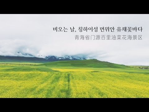 중국서북여행 02. 가도가도 끝이 없는 대륙 스케일, 먼위안 유채꽃 바다 menyuan canola flower sea