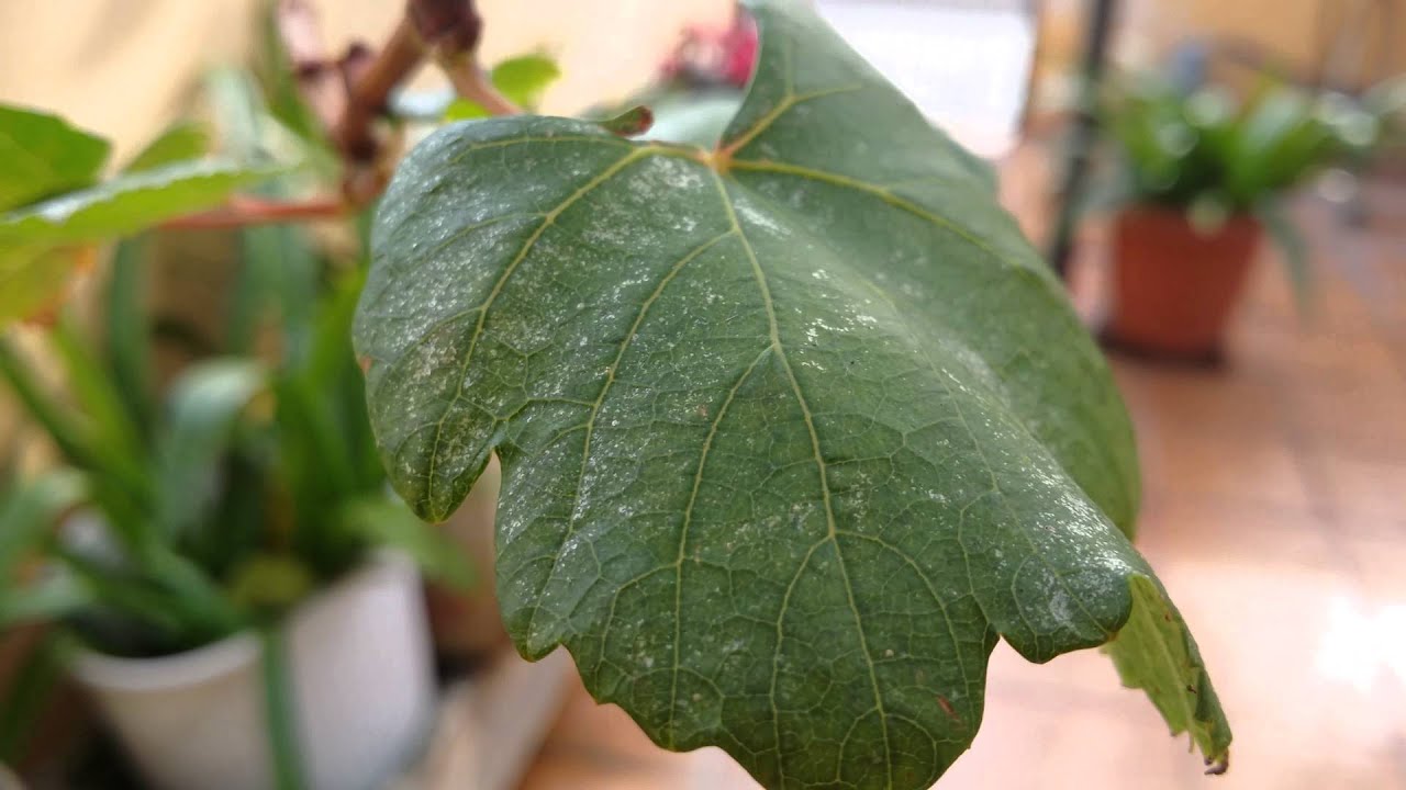 Samsung Galaxy Note 3 (N9005) 4K Video testing 2