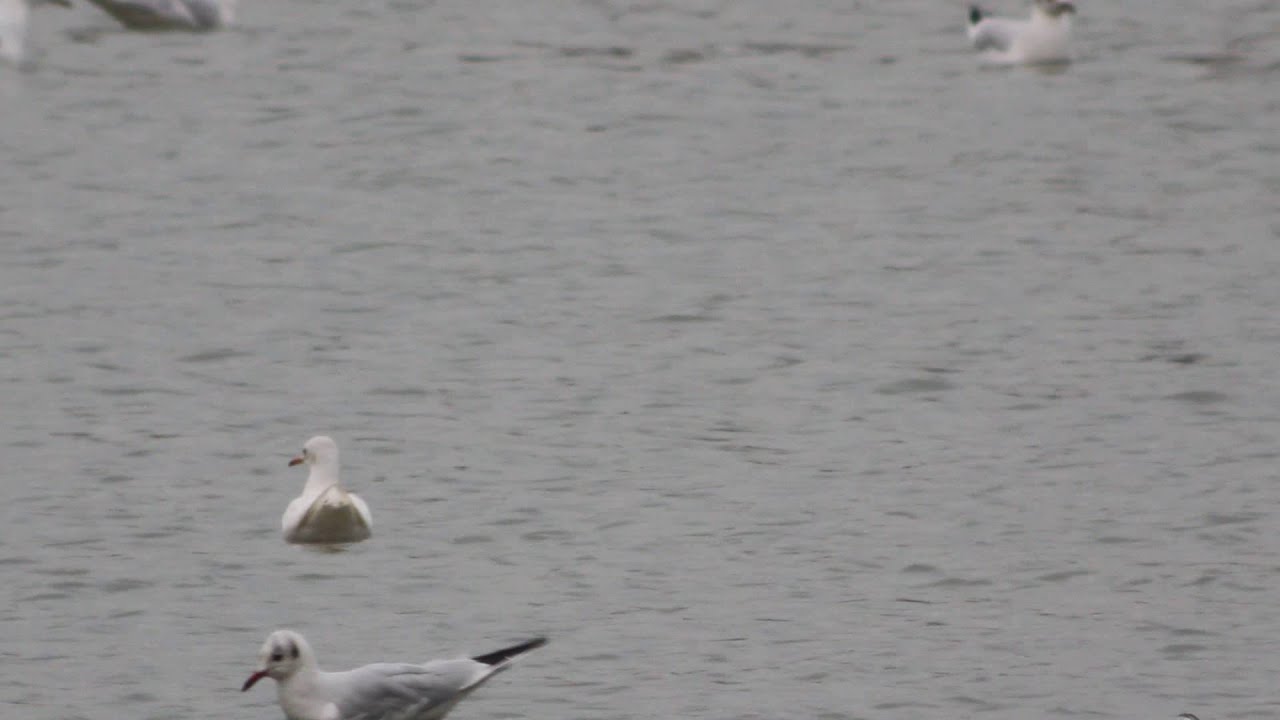 Leucistic 1st w Black-headed Gull MVI 7153