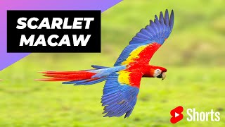 Scarlet Macaw  One Of The Most Beautiful Parrots In The World #shorts