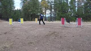 100 Days of OneMind Dogs Handling Day Twenty-Seven: Teaching Reverse Spin