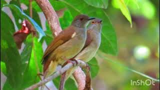 Burung Kapas Tembak di Alam Liar (hutan borneo)