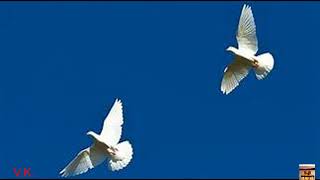 Пара белых голубей-Алла Кож