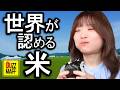 【出張vlog】真夏の北海道日帰り出張 