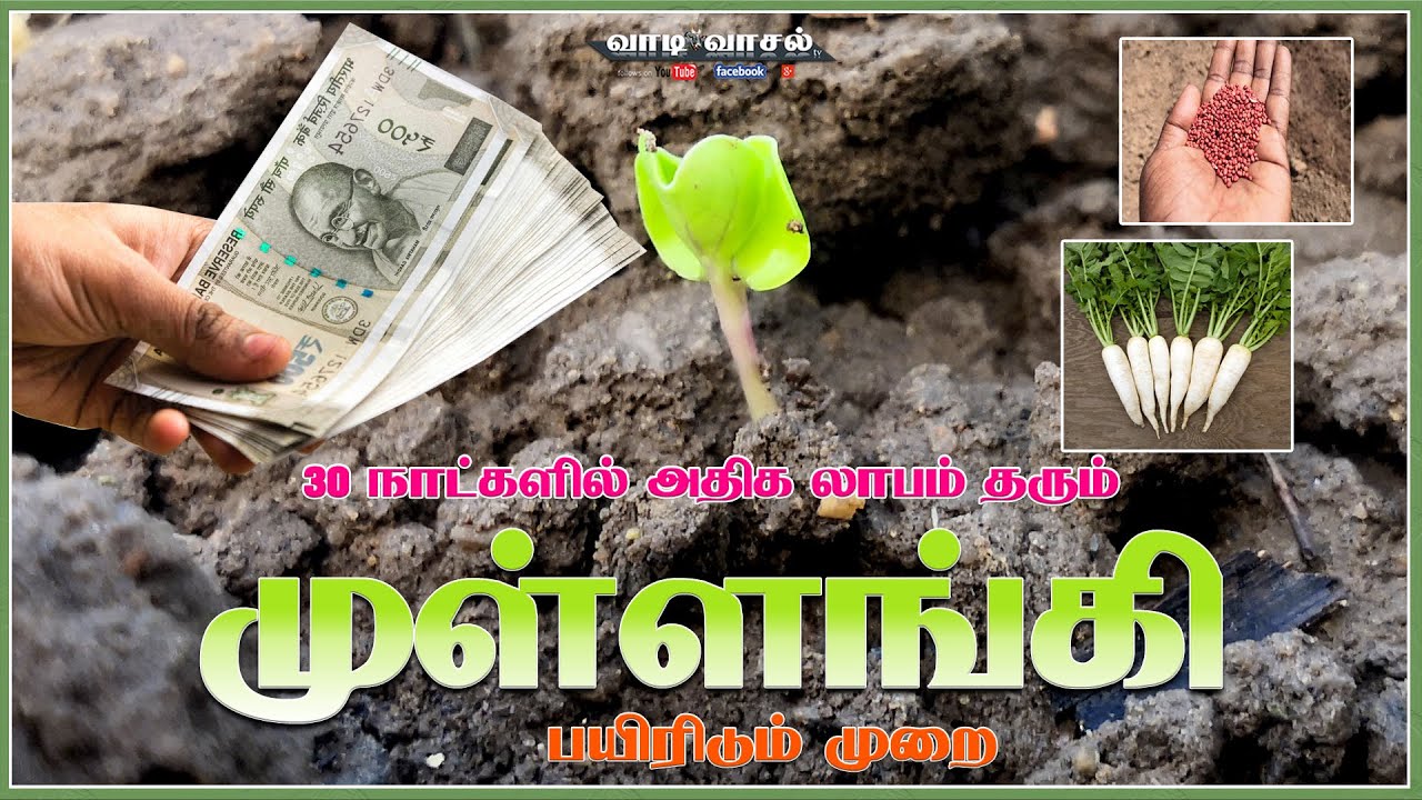 RADISH FARMING | How to grow radish | Quick Money earning Farming | Vivasayam