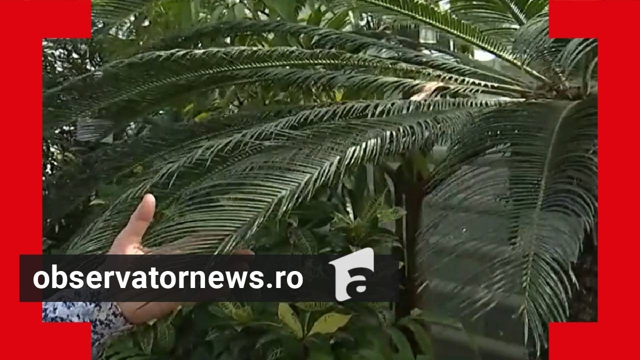 Plantă exotică din vremea dinozaurilor, vedetă la Grădina Botanică din Iași