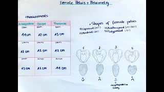 Female Pelvis - Pelvimetry, Shapes and Delivery