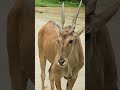 Travel To Jakarta Taman Safari Indonesia Part 2 Shorts Travelinspiration Wildanimals Travel To Jakarta Taman Safari Indonesia Part 2 Shorts Travelinspiration Wildanimals