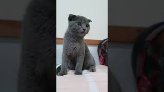 Liah The Scottish Fold Cat Pose