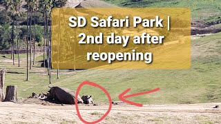 San Diego Zoo Safari Park | 2nd day after reopening | January 31,2021 by Lydia K. 329 views 3 years ago 13 minutes, 35 seconds