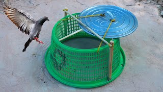 Installing Unique Pigeon Bird Trap make with Basket Box & Pot Cover