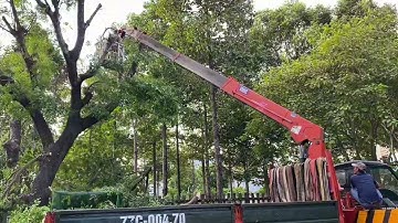 Cắt cây cổ thụ chống bão #quynhonbinhdinh 