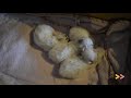 Kurilian Bobtail kittens first week の動画、YouTube動画。