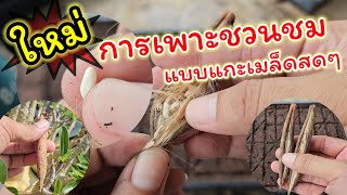 การเพาะเมล็ดชวนชมเเบบแกะสด (จากฝัก) | วาวา ป่าสัก