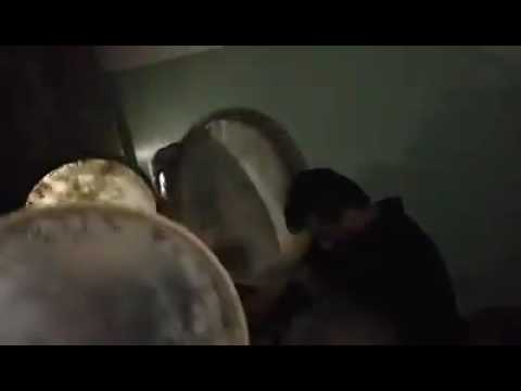 المداح سيد احمد عزالدين النعيمي قصيدة جميله جدا 2016