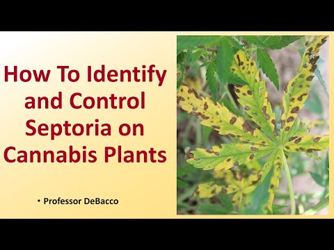 भांग के पौधों पर सेप्टोरिया की पहचान और नियंत्रण कैसे करें