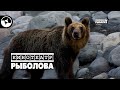 Мишка ловит рыбу | Кинотеатр рыболова