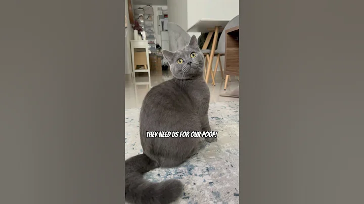 Video 9319181: british shorthair scottish, cats catlover funny, cat meets, cat playing