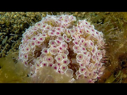 Video: Adakah landak laut ungu beracun?