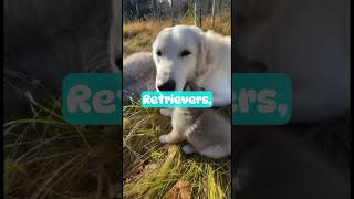 His Golden Retriever Raised a Wolf Cub! 🐕🐺🛡️
