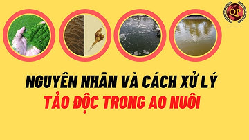 NGUYÊN NHÂN VÀ CÁCH XỬ LÝ TẢO ĐỘC TRONG AO NUÔI