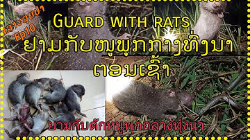 ຢາມກັບໜູພຸກກາງທົ່ງນາ (ຕອນເຊົ້າ) ເລາະລຸຍປ່າ Ep.10 | ยามกับดักหนูพุกกลางทุ่งนา (เลาะลุยป่า Ep.10)