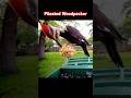 Pileated Woodpecker