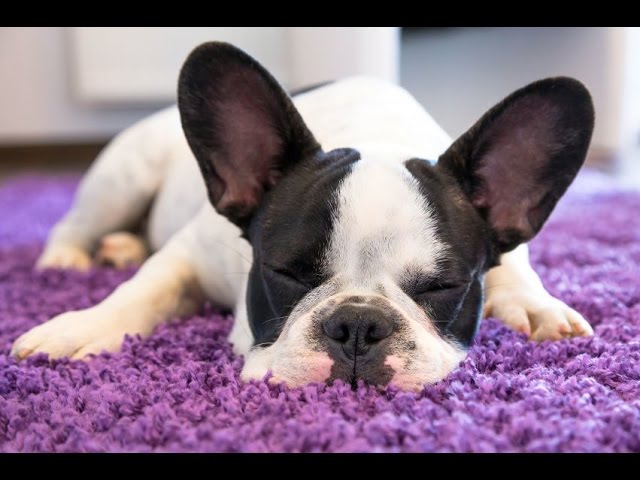 dog sleep music youtube