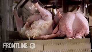 When Chicken Sickens: Are the Government's Salmonella Standards Working? | FRONTLINE