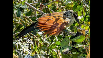 Coucal vs Chameleon