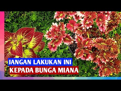 Video: 6 Cara Mengatasi Kelemahan Musim Bunga