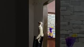 Jajajajajajaajjajaa una pequeña caída #radiochuvano #rch #cat