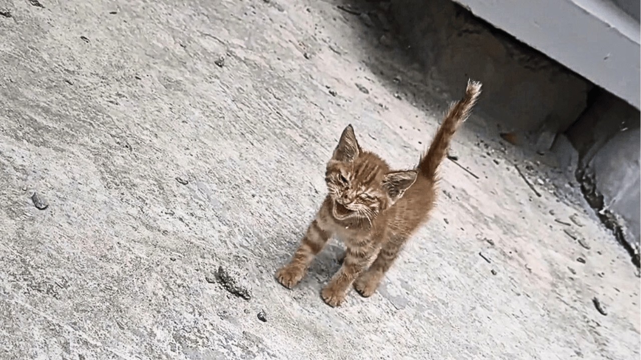 Одна под машиной, другая в траве, когда больные сестрички-котята встретились снова, я заплакал.