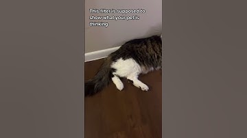 Try this insane tiktok filter with your cat