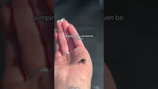 Cutest Jumping Spider Intruder