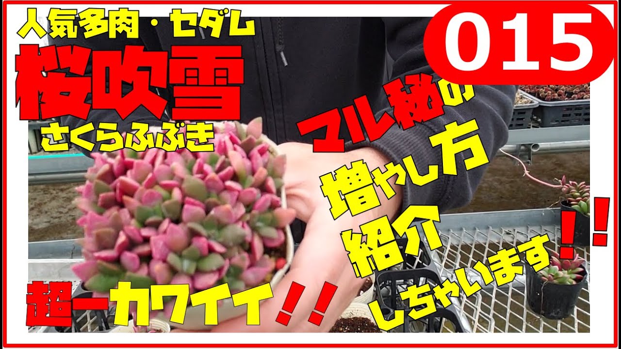 多肉植物 セダム アナカンプロセス属 桜吹雪 さくらふぶき のマル秘の増やし方を紹介します ｂｙ園芸チャンネル 015 Youtube