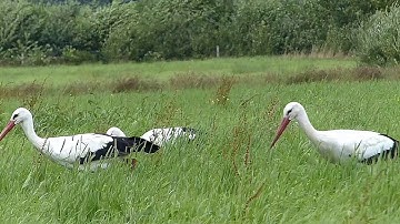 White stork, Ooievaar