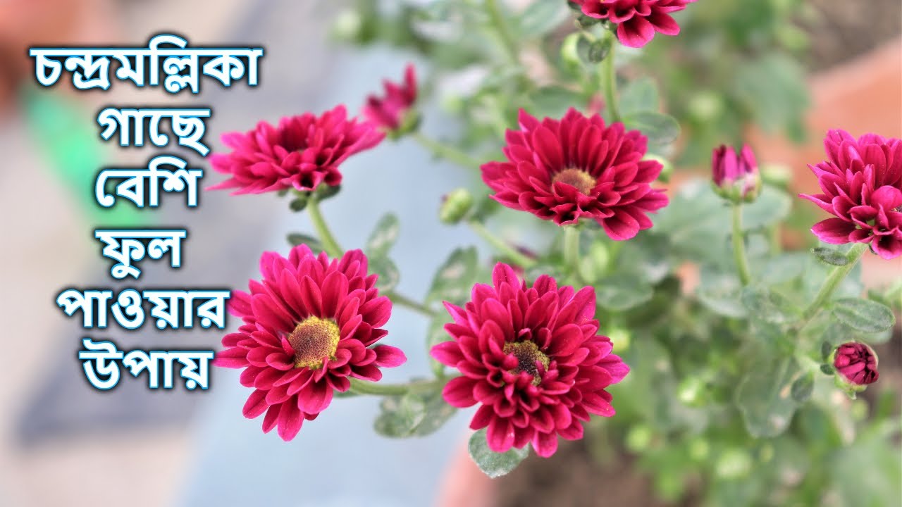 চন্দ্রমল্লিকা ফুল 🌸 গাছের মাটি প্রস্তুতি এবং সম্পূর্ণ পরিচর্যা  || Care chrysanthemum flower plants