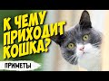 К чему приходит кошка в дом: народные приметы и суеверия