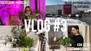 VLOG #3 / клещ на алоказии? / обрабатываю все растения / обзор Флоревиля / что с спатифиллумом?