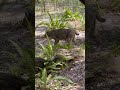 Frankie Bobcat Goes Home~part 3 of 3