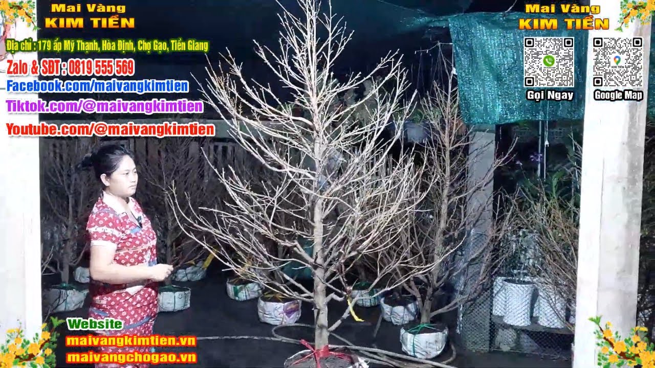 Mai Vàng Nhiều Nụ Đón Tết Bao Ship Toàn Quốc - Mai Vàng Kim Tiền Chợ Gạo