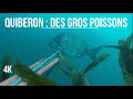 Chasse sous marine  quiberon des gros sars bretagne  morbihan