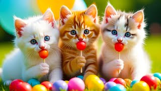 Download Lagu ANAK KUCING MEONG MEONG - SI MEONG KUCING LUCU ❤️ Lagu Anak Indonesia Viral Terbaru MP3 Download Lagu ANAK KUCING MEONG MEONG - SI MEONG KUCING LUCU ❤️ Lagu Anak Indonesia Viral Terbaru MP3