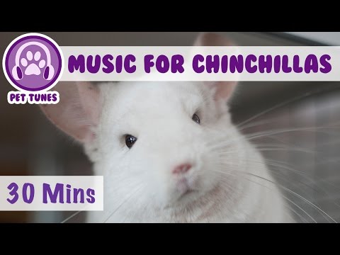 music-for-chinchillas!-30-minutes-of-relaxation-music-for-cheeky-chinchillas!