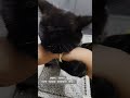 My Favourite game: Full on War with Mommy's Arm! #funnycatvideos #funnycats #golgrumpygg #grumpycats