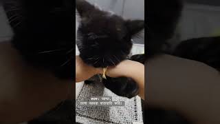 My Favourite game: Full on War with Mommy's Arm! #funnycatvideos #funnycats #golgrumpygg #grumpycats