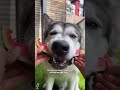 You Love Watermelon