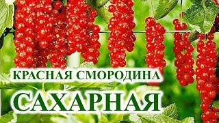 Красная Смородина 🌺 Сахарная 🌺