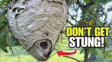 Easily Remove a Wasp Nest WITHOUT Getting Stung!